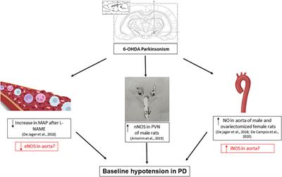 Nitric Oxide Involvement in Cardiovascular Dysfunctions of Parkinson Disease